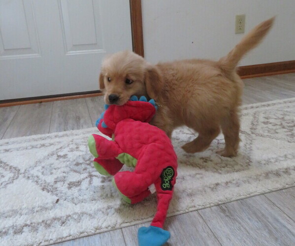 Medium Photo #14 Golden Retriever Puppy For Sale in MECHANICSVILLE, MD, USA