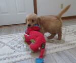Small #13 Golden Retriever