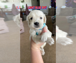 Puppy Light blue Boy Labradoodle
