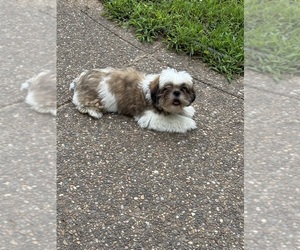 Shih Tzu Puppy for sale in MARTHASVILLE, MO, USA