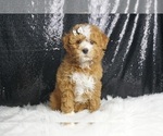 Puppy Dayton F1B Maltipoo