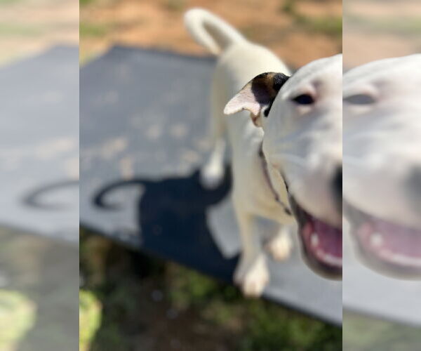 Medium Photo #3 Jack Russell Terrier-Unknown Mix Puppy For Sale in Milner, GA, USA