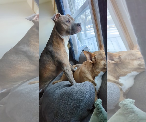 Medium Photo #4 Mutt Puppy For Sale in Waterloo, IA, USA