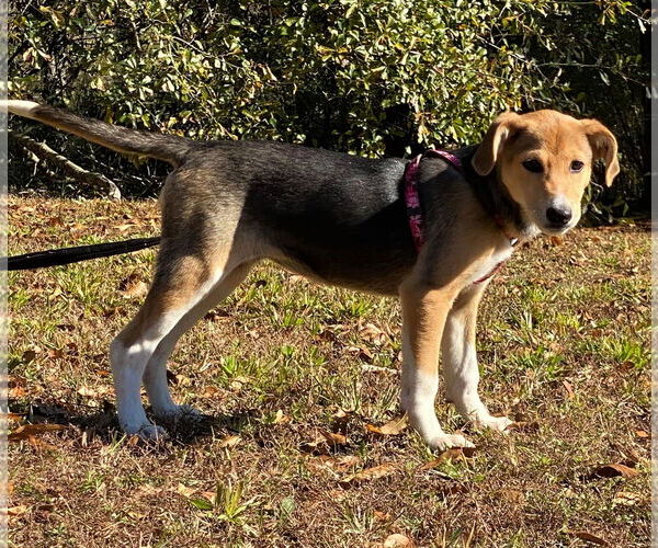 Medium Photo #7 German Shepherd Dog-Whippet Mix Puppy For Sale in Attalka, AL, USA