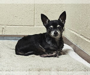Chihuahua Dogs for adoption in Martinez, CA, USA