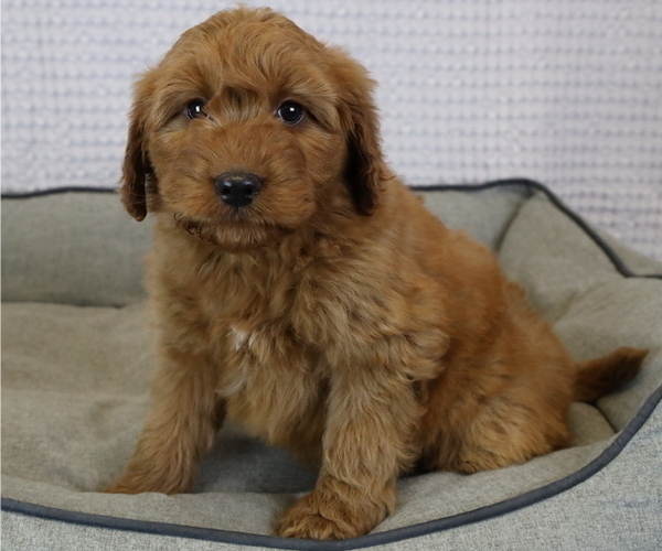 Medium Photo #1 Goldendoodle (Miniature) Puppy For Sale in BOSWELL, IN, USA