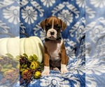 Small Photo #2 Boxer Puppy For Sale in QUARRYVILLE, PA, USA