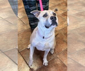 Labrador Retriever-Unknown Mix Dogs for adoption in Amarillo, TX, USA