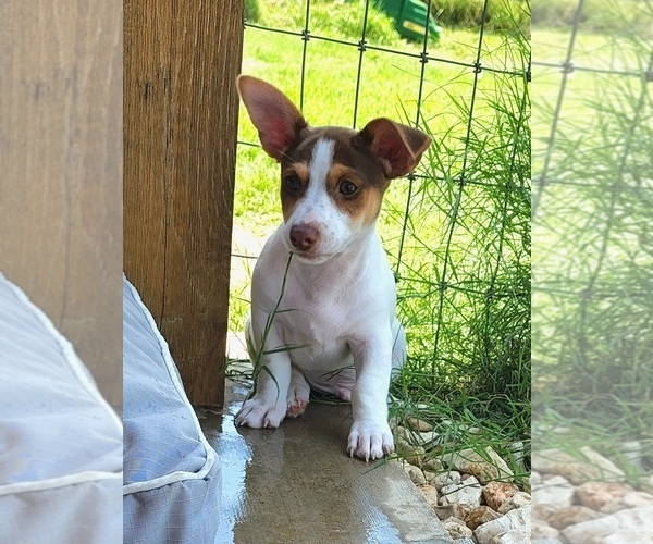 Medium Photo #1 Teddy Roosevelt Terrier Puppy For Sale in CLAREMORE, OK, USA