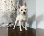 Small Photo #17 Alaskan Klee Kai Puppy For Sale in DURHAM, CT, USA