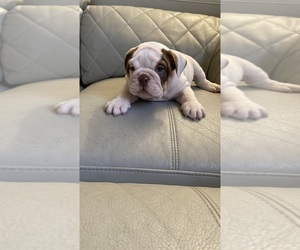 English Bulldog Puppy for sale in CLEVELAND, NC, USA