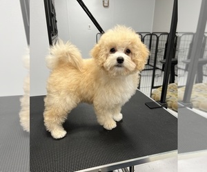 Bernedoodle (Miniature) Puppy for sale in CARMEL, IN, USA