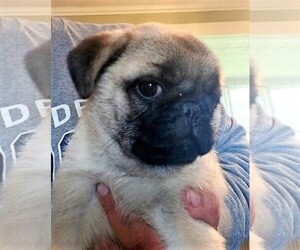 Pug Puppy for sale in NILES, MI, USA