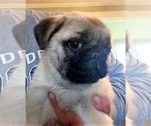 Medium Pug