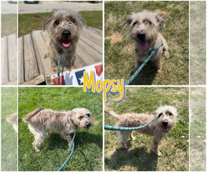 Mutt Dogs for adoption in Pierceton , IN, USA