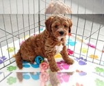 George - Male Cavapoo (Miniature)-Poodle (Toy) Mix Puppy for Sale - Photo #6