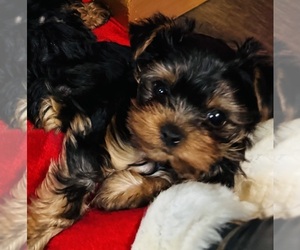 Yorkshire Terrier Puppy for sale in BROOKHAVEN, MS, USA