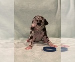 Puppy Dark Blue Great Dane