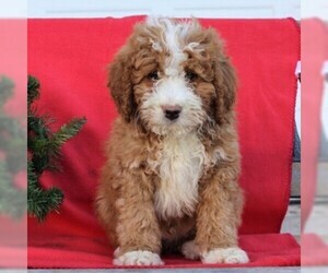 Bernedoodle-Poodle (Miniature) Mix Puppy for sale in EAST EARL, PA, USA