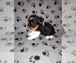 Small #7 Biewer Yorkie