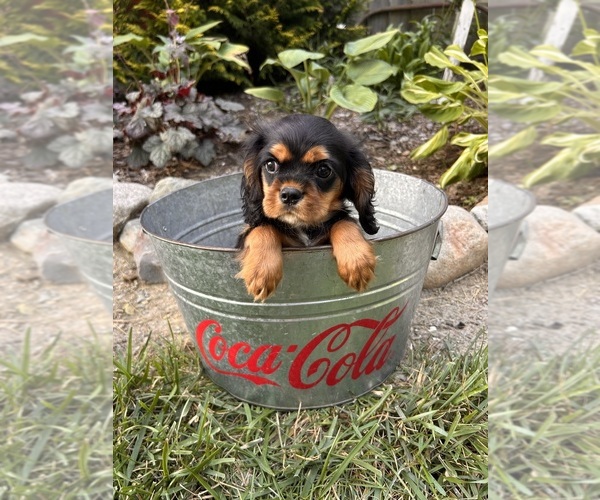 Medium Photo #3 Cavalier King Charles Spaniel Puppy For Sale in MIDDLEBURY, IN, USA