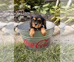 Small #2 Cavalier King Charles Spaniel