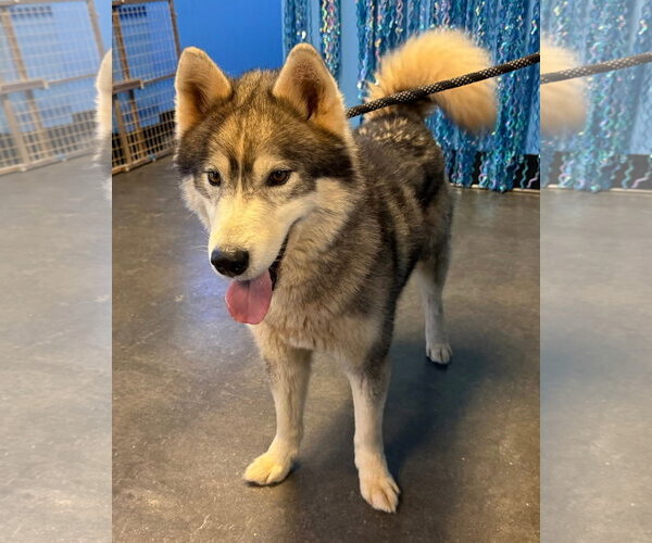 Medium Photo #9 Siberian Husky Puppy For Sale in Severn, MD, USA