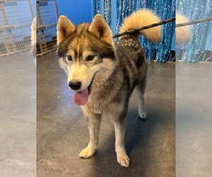 Glacier - Male Siberian Husky Dog for Adoption - Photo #9