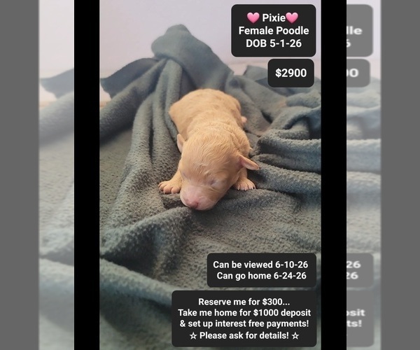 Medium Photo #1 Poodle (Toy) Puppy For Sale in TUCSON, AZ, USA