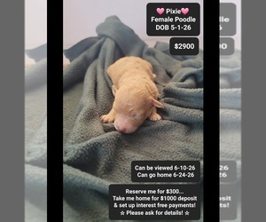 Poodle (Toy) Puppy for sale in TUCSON, AZ, USA