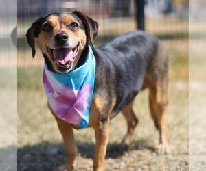 Mutt Dogs for adoption in San Antonio, TX, USA