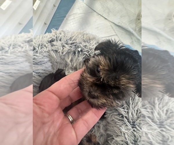Medium Photo #4 Yorkshire Terrier Puppy For Sale in RIVERSIDE, CA, USA