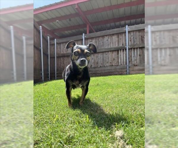 Medium Photo #2 Chihuahua Puppy For Sale in Plano, TX, USA