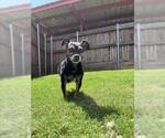 Small #1 Chihuahua