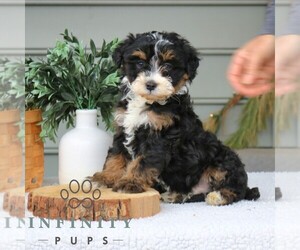 Bernedoodle (Miniature) Puppy for sale in NARVON, PA, USA