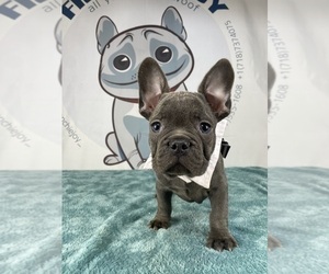 French Bulldog Puppy for Sale in BROOKLYN, New York USA