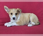 Small Photo #2 Shetland Sheepdog-Unknown Mix Puppy For Sale in PEACH BOTTOM, PA, USA