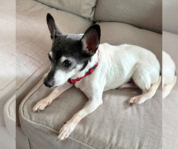 Medium Photo #23 Chihuahua-Unknown Mix Puppy For Sale in Boonton, NJ, USA