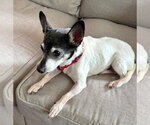 Small #22 Chihuahua Mix