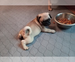 Pug Puppy for sale in CLARKSVILLE, AR, USA