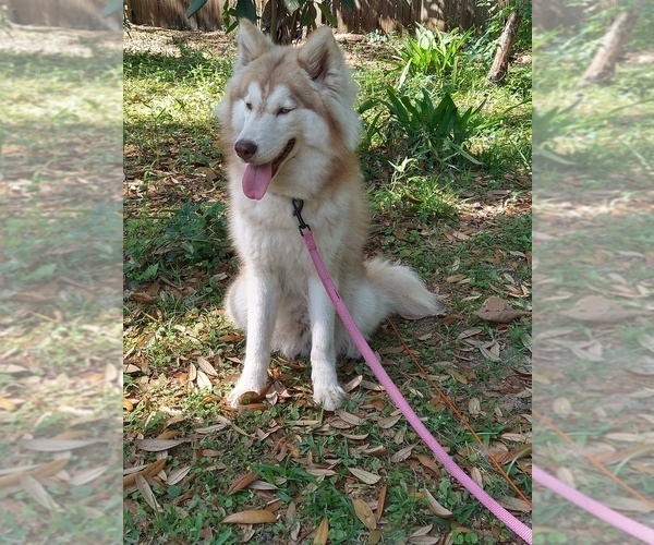 Medium Photo #1 Pomsky Puppy For Sale in ORANGE PARK, FL, USA