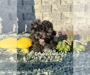 Shih-Poo Dogs for adoption in San Diego , CA, USA