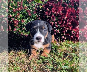 Jack Russell Terrier Puppy for Sale in SANDOWN, New Hampshire USA