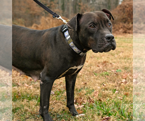 Magnolia (Maggie) - Female American Staffordshire Terrier-Boxer Mix Dog for Adoption - Photo #7