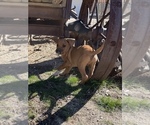 Small Photo #120 Rhodesian Ridgeback Puppy For Sale in MORONGO VALLEY, CA, USA