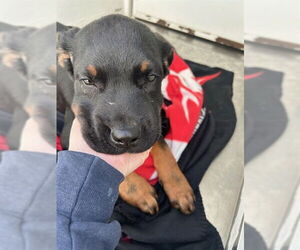 Rottweiler Dogs for adoption in Stockton, CA, USA