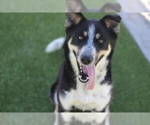Australian Shepherd-Unknown Mix Dogs for adoption in Grand Prairie, TX, USA