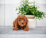 Puppy Kane Poodle (Miniature)