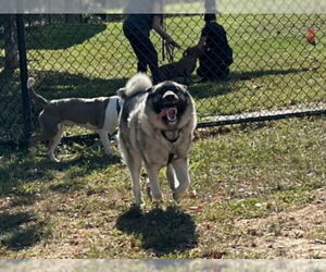 Medium Norwegian Elkhound
