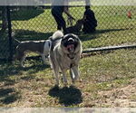 Small Norwegian Elkhound